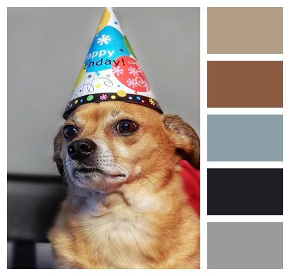 Canine Happy Birthday Dog Image